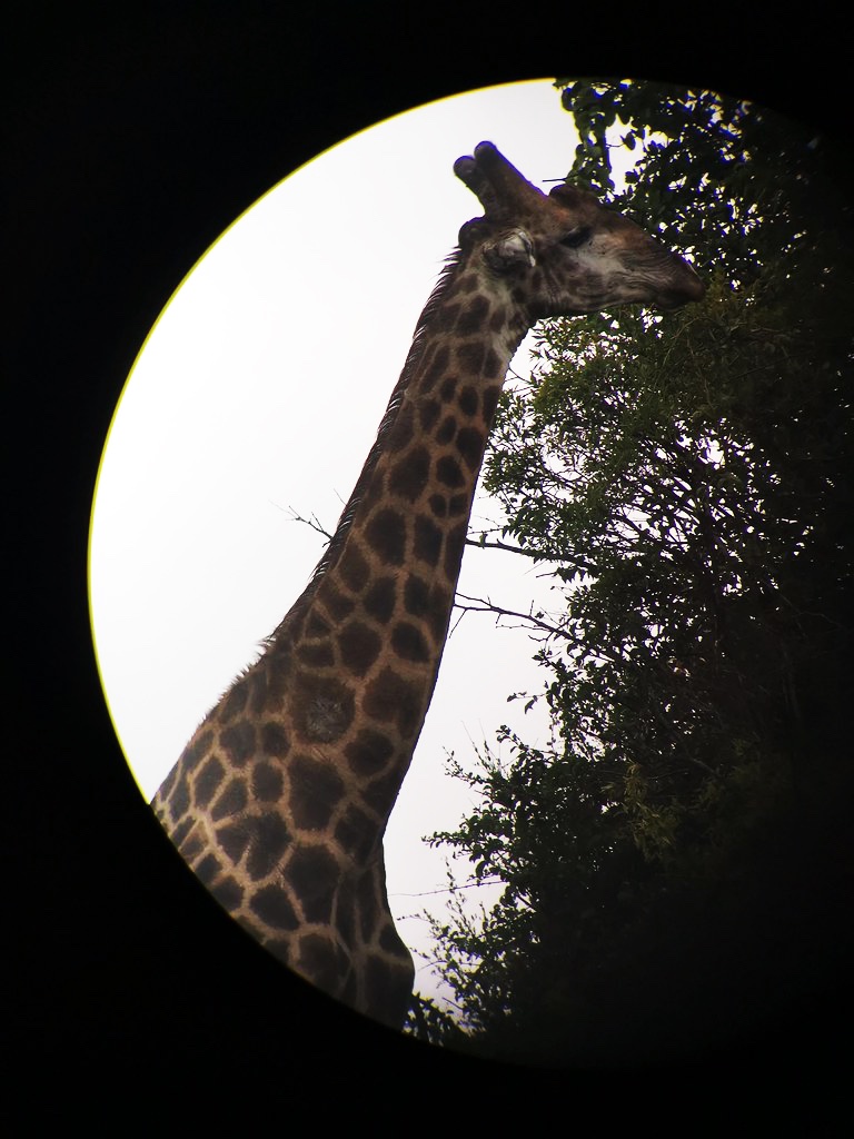 Giraffe eating leaves seen through a binoculars in Phinda