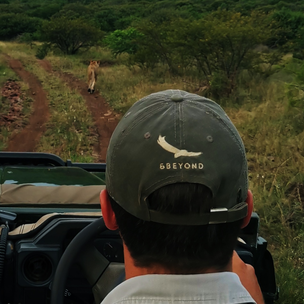 Jeep following lionesses on hunt