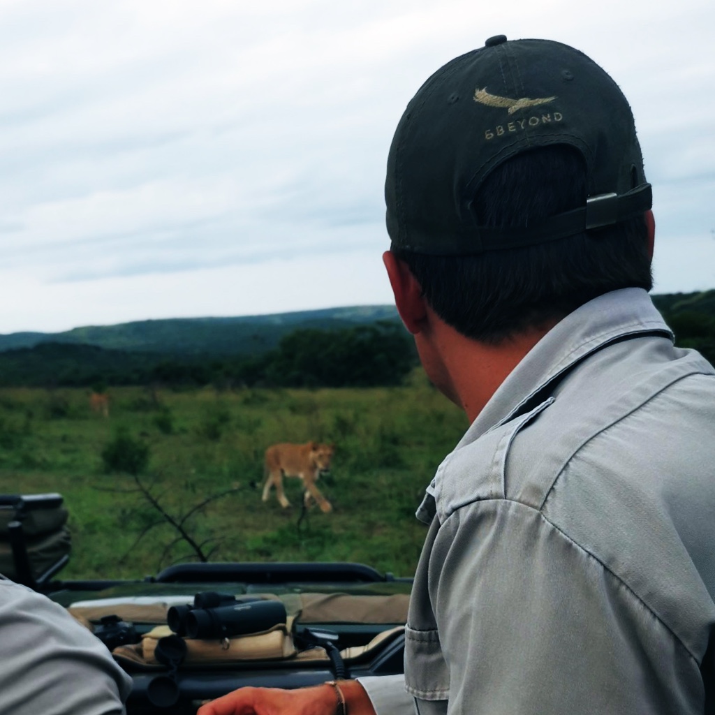 Ranger observing two lionesses from jeep in Phinda