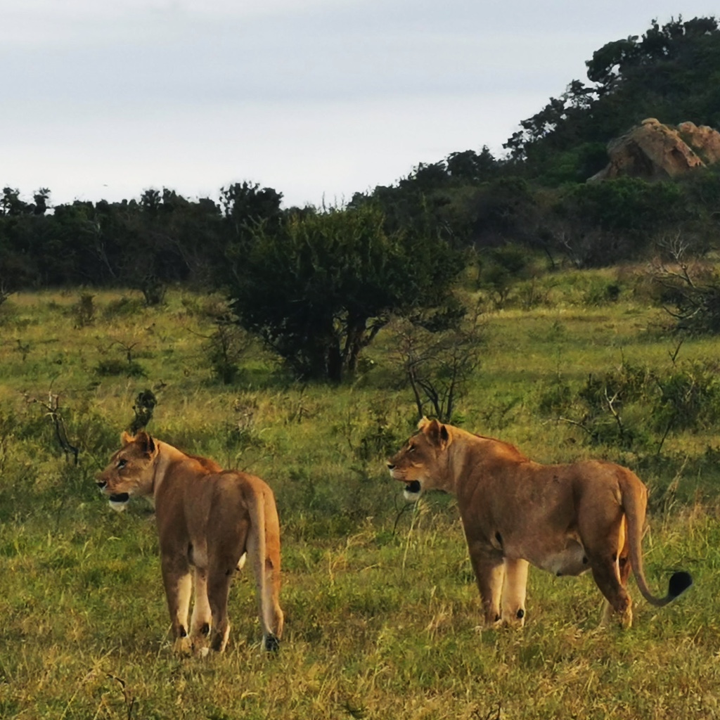 Two lionesses looking into the horizon in Phinda