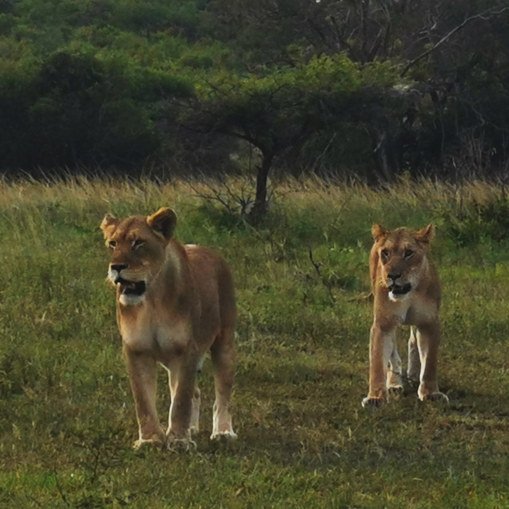 Two lionesses in Phinda
