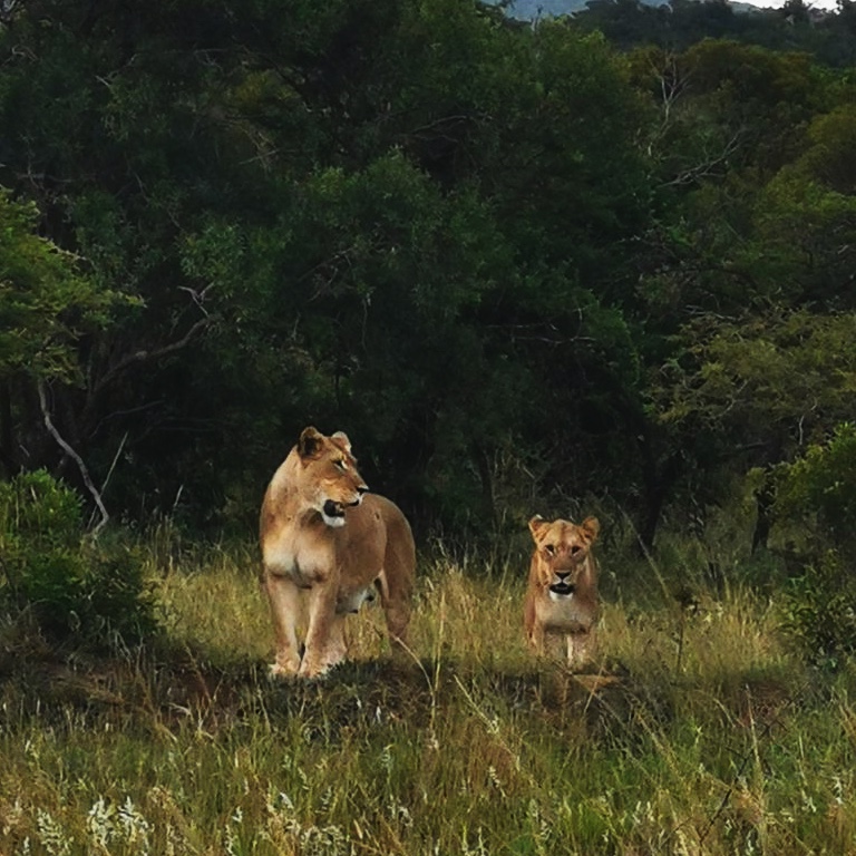 Two lionesses preparing to cross the axis in Phinda