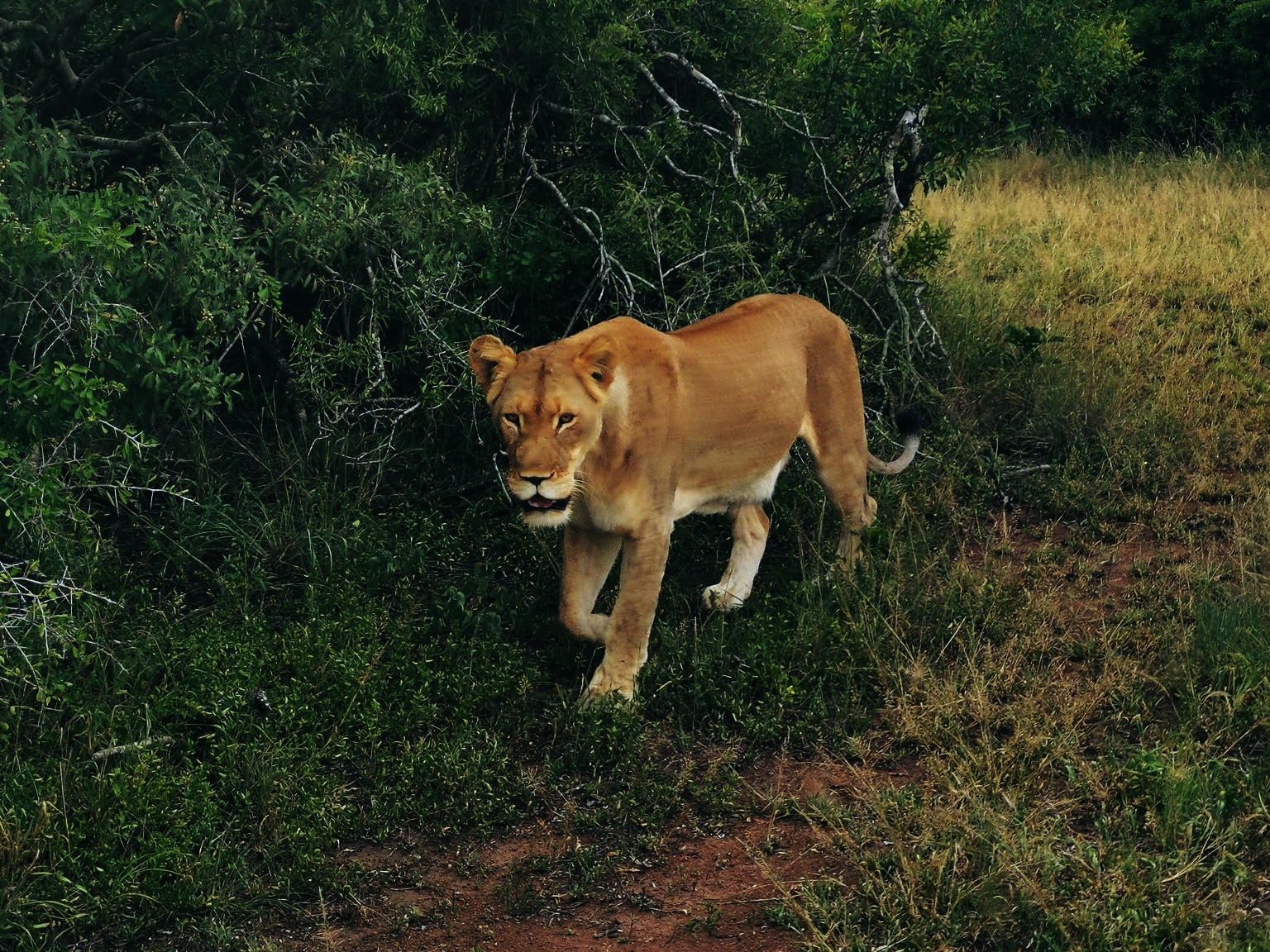 Lioness in Phinda