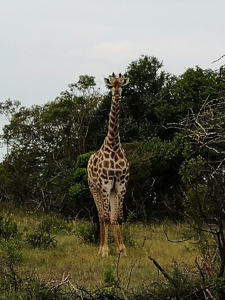 Solo giraffe in Phinda