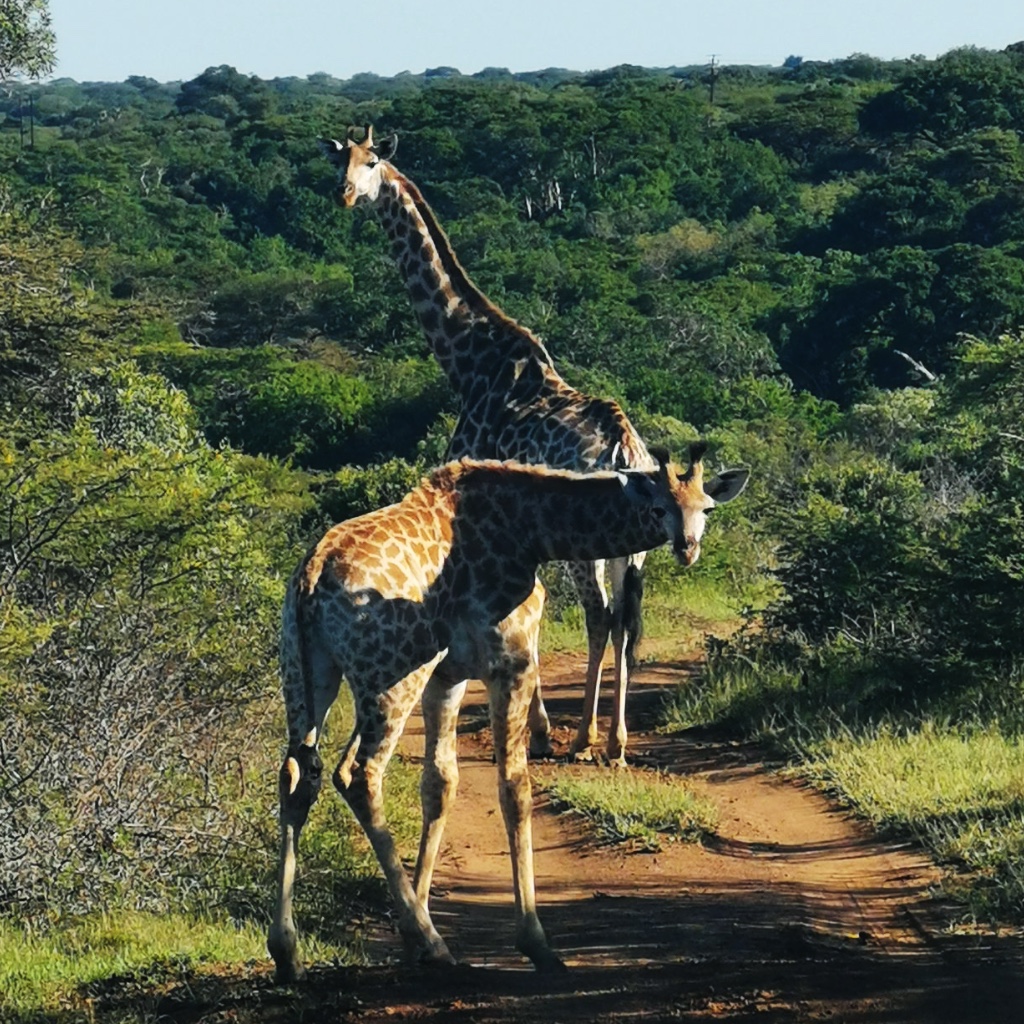 Two giraffes in the middle of the track in Phinda, the younger giraffe bending down
