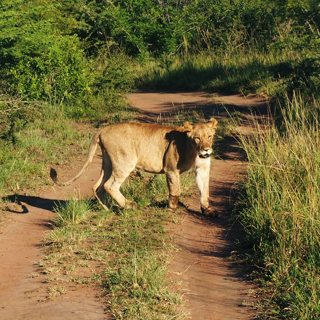 Solo lionesses which got separated from the rest of the pride in Phinda