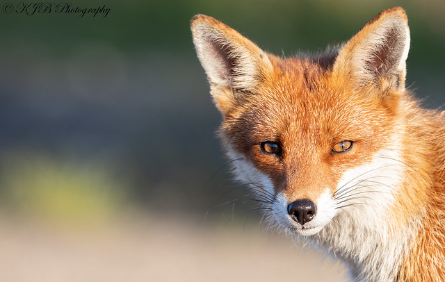 Urban Red Fox(Portrait)
