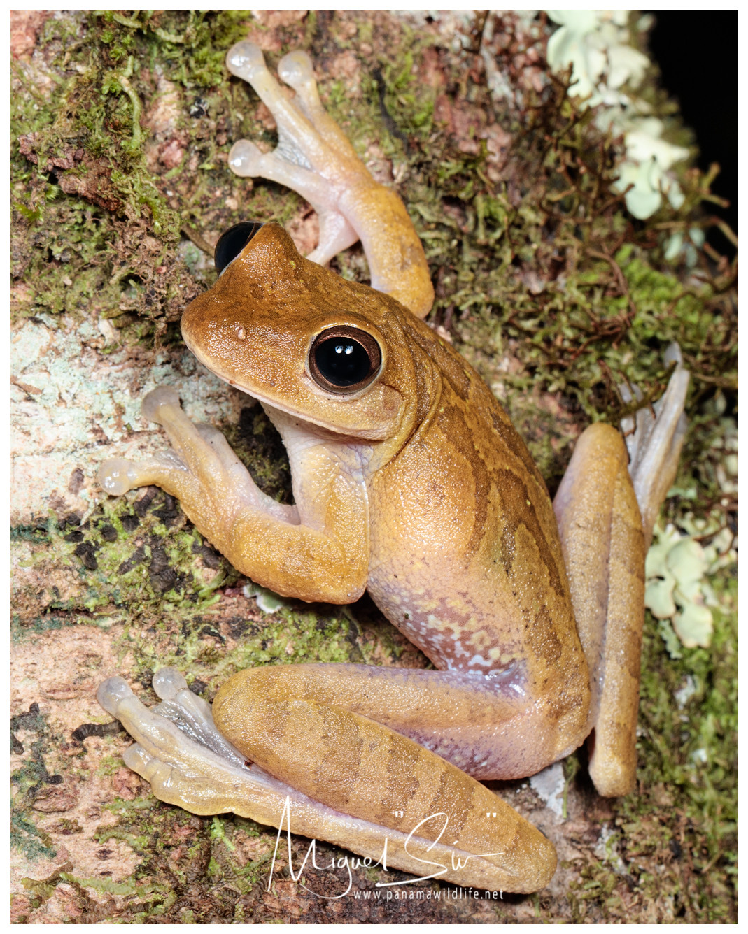 ‪Drab Tree Frog or Veragua Cross-banded Tree Frog‬