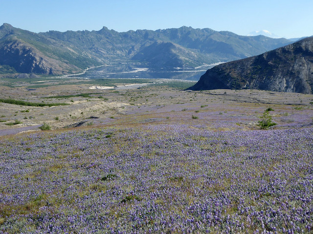 Prairie lupine growing on the slopes