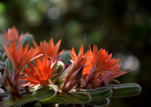 Flors de cactus ........
