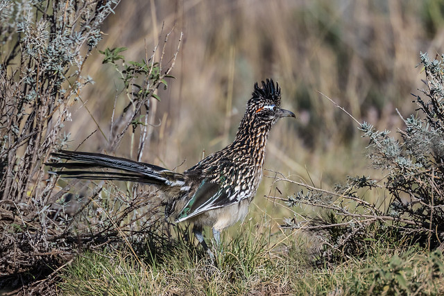 Greater Roadrunner in Lincoln National Forest, New Mexico