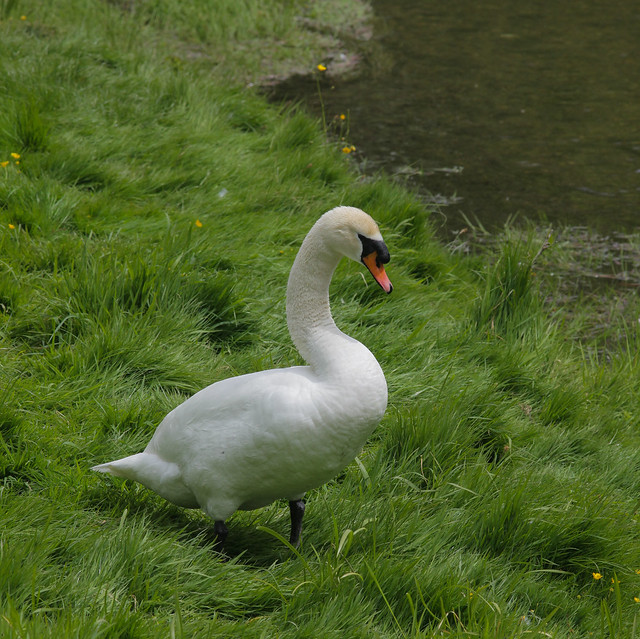 Mute Swan on the Darent.