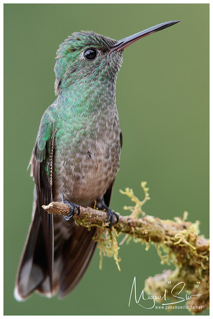 Scaly-breasted Hummingbird / Colibrí Pechiescamado
