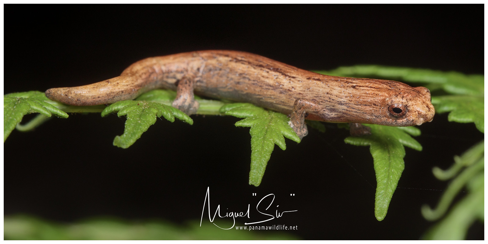 Camron Mushroomtongue Salamander / Salamandra Color Madera