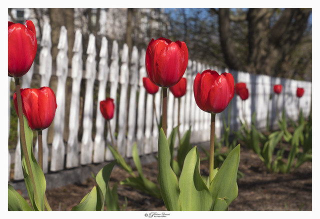 Spring tulips, Pepperel, MA USA