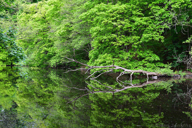Fallen Tree Reflection