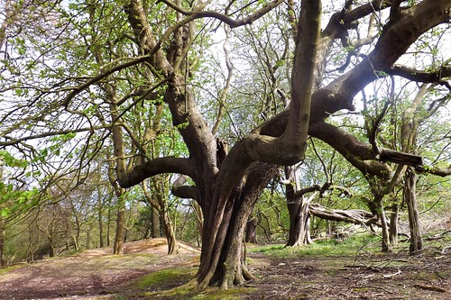 ashridge wodd forest arbres trees paysage landscape extérieur vert green uk angleterre gb england royaumeuni europe branches