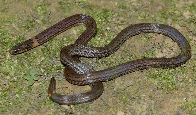 Collared Reed Snake (Calamaria pavimentata)