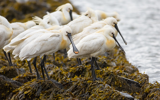 spoonbills waiting for low tide