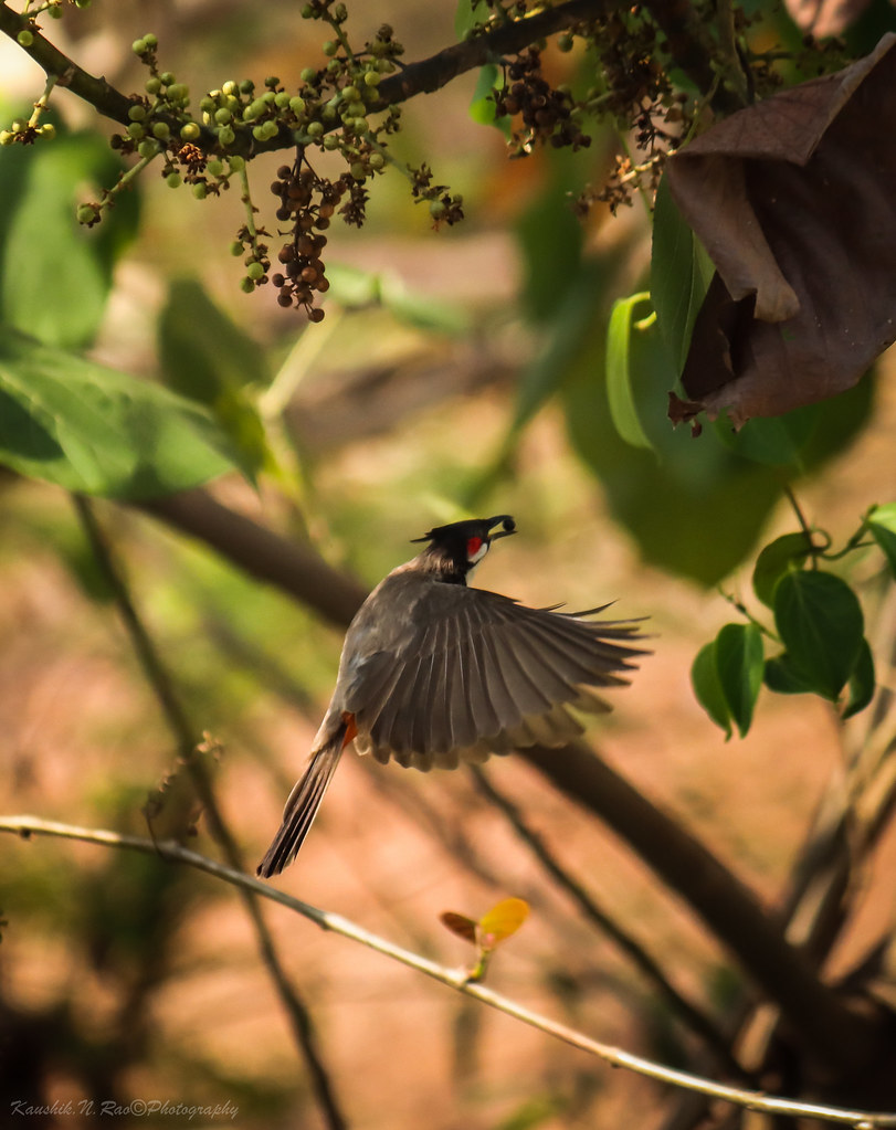 Frugivore in flight 😉 Red-whiskered Bulbul