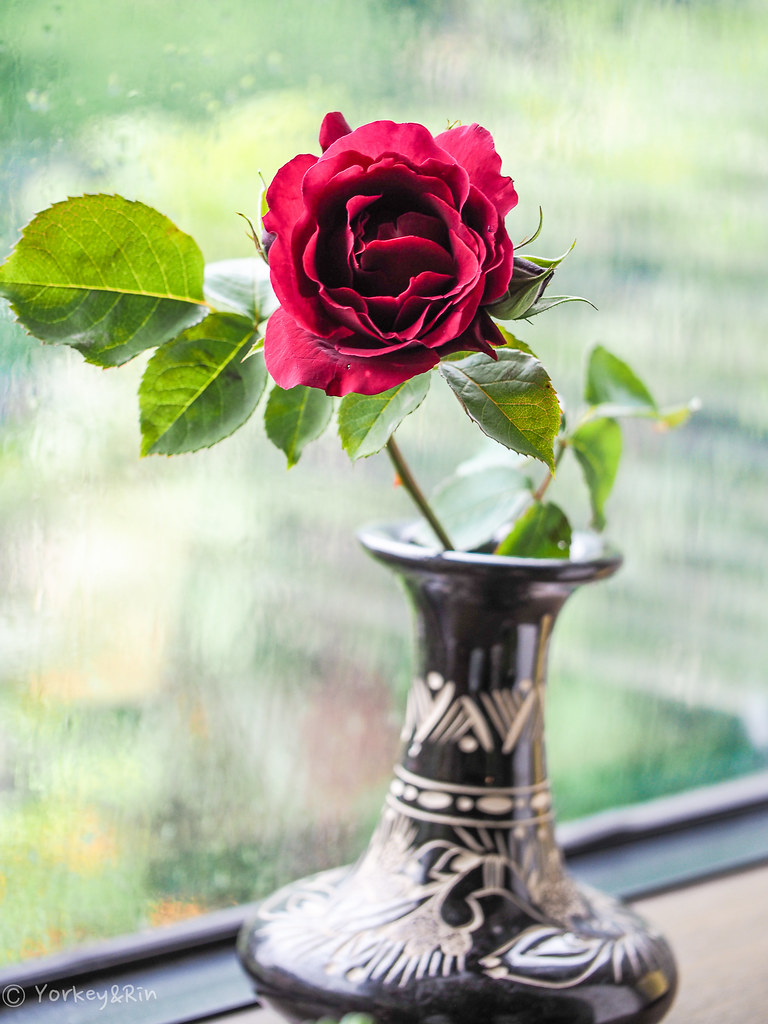 Crimson Rose 真紅の薔薇はアレンジに加えず やっぱりソロで In My Living Room Yorkey Rin Flickr