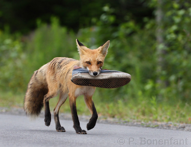 Red fox - Renard roux