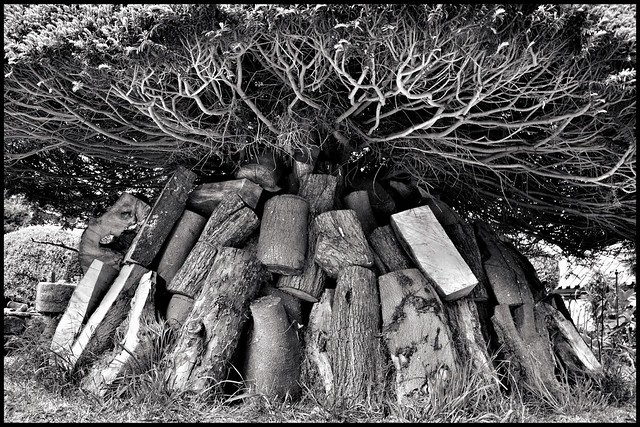 Dry logs