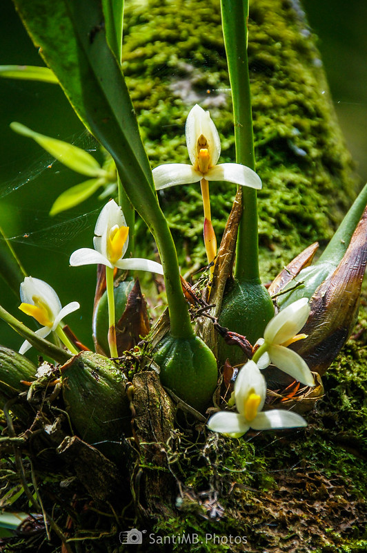 Jardín de Orquídeas de la Catarata Río Fortuna