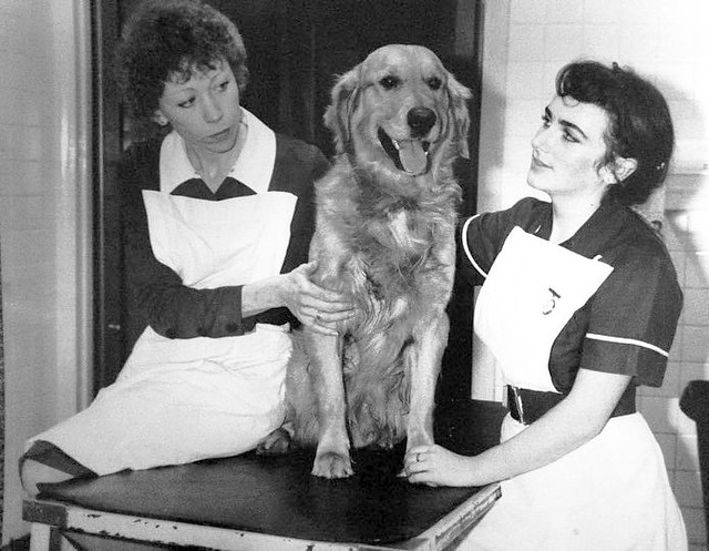 veterinary-nurses-veterinary-nurses-and-friend-1970s-nurses