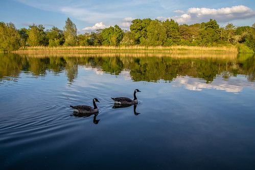 arrowvalleylake reflection redditch lake landscape nature water worcestershire westmidlands uk greatbritain geese birds canon canoneos canon80d canonuk lockdown dailyexercise