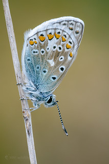 Common Blue - Polyommatus icarus