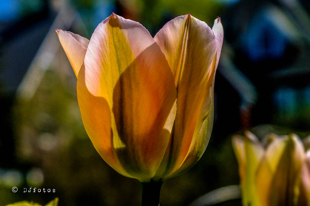 Une fleur; la tulipe .. | daniel villeneuve | Flickr