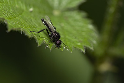 St Mark Fly (male)