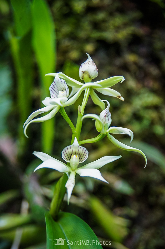 Prosthechea fragrans en el Jardín de Orquídeas de la Catarata Río Fortuna