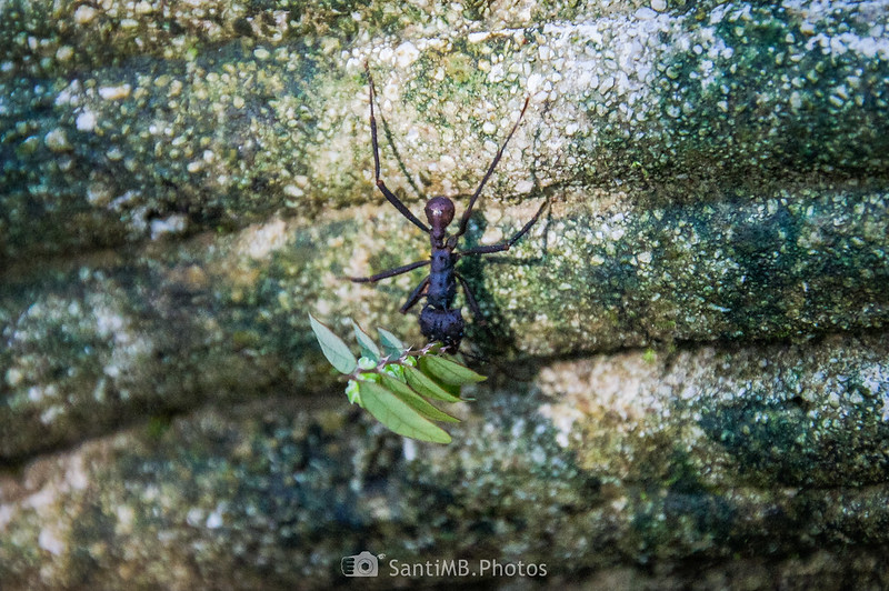 Hormiga cortadora en la selva de la Catarata Río Fortuna
