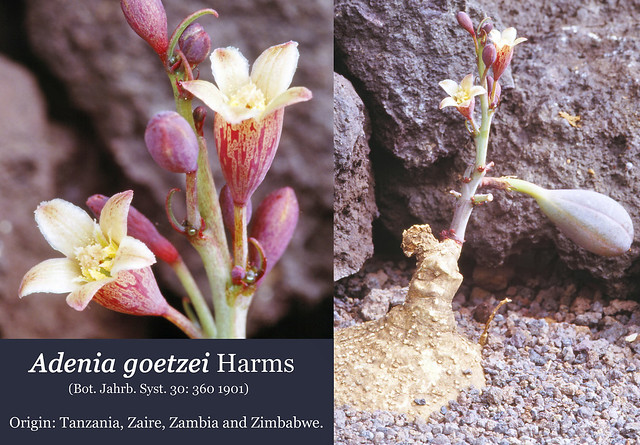 Adenia goetzei [Ruvuma Pr., Tanzania] (collage)