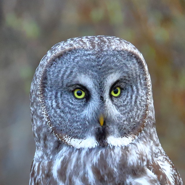 Great Gray Owl (strix nebulosa)