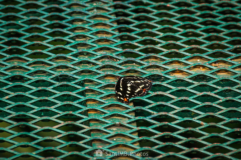 Mariposa en el puente número 8 de Selvatura Park