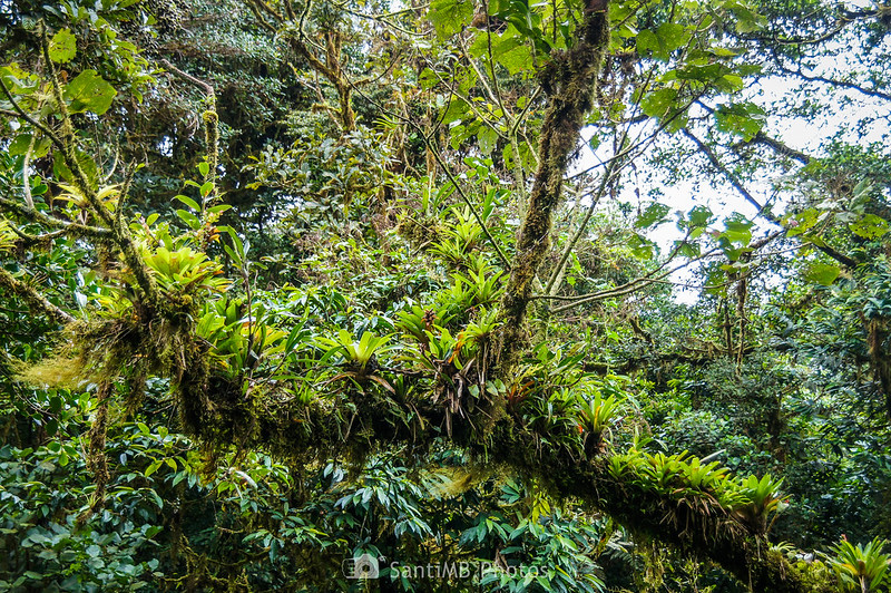 Plantas creciendo sobre las ramas de un árbol en el bosque nuboso de Monteverde