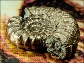 2020 Ammonite