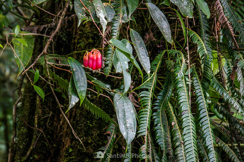 Flores en el bosque nuboso de Monteverde