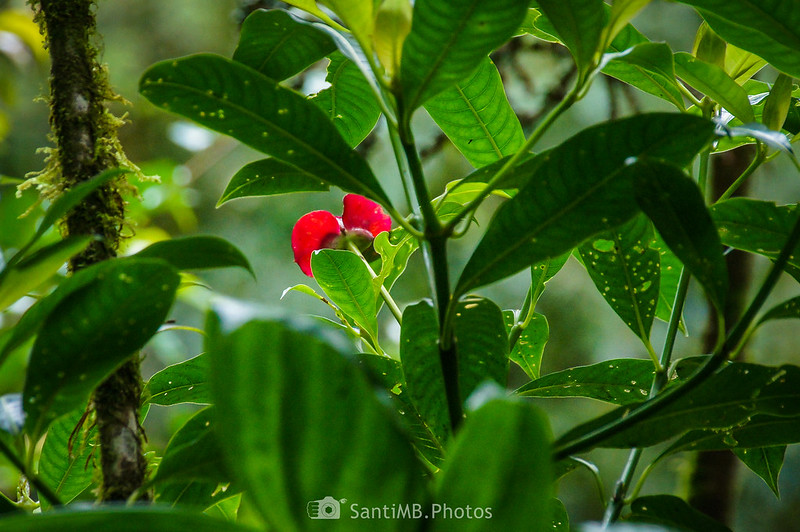 Flor del beso en el bosque nuboso de Monteverde