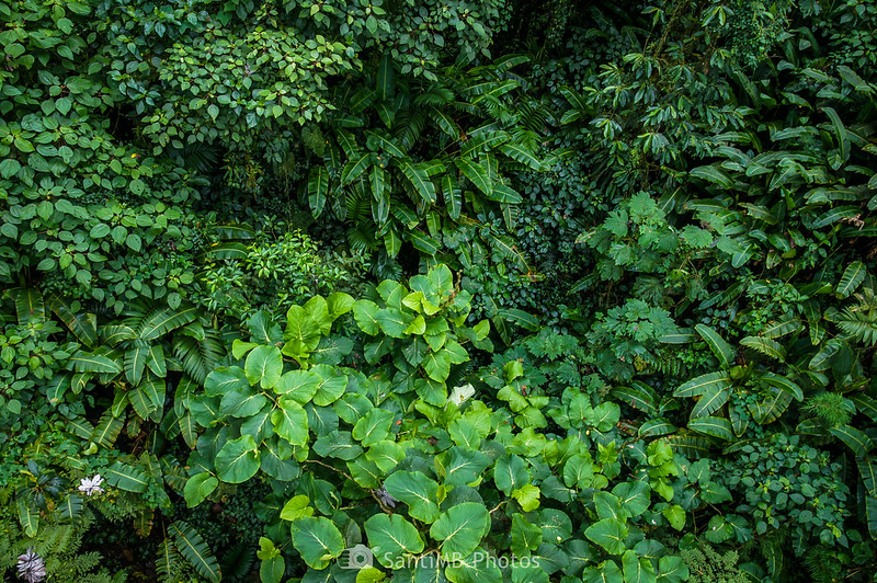 Exuberancia vegetal en el bosque nuboso de Monteverde