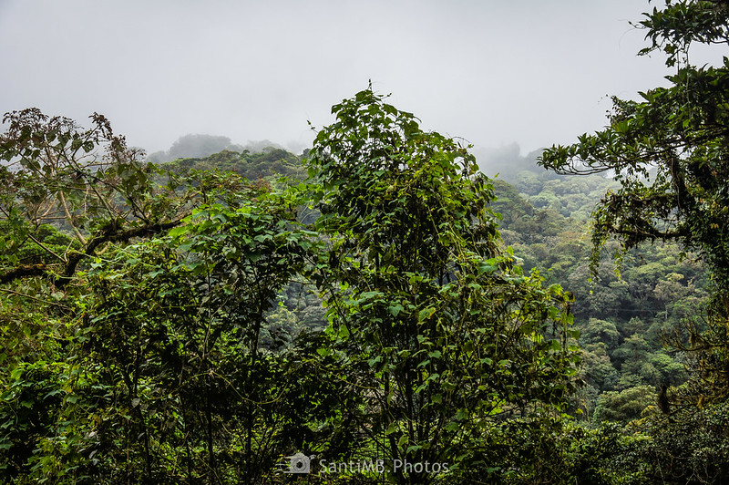 Copas de los árboles del bosque nuboso de Monteverde desde el puente número 2 de Selvatura Park