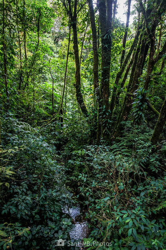 Pequeño arroyo en el bosque nuboso de Monteverde