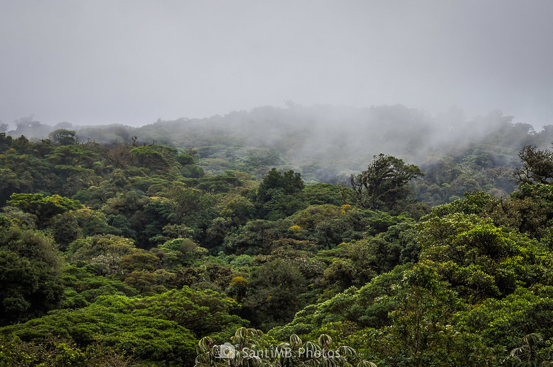 Bosque nuboso de Monteverde desde el puente número 4 de Selvatura Park