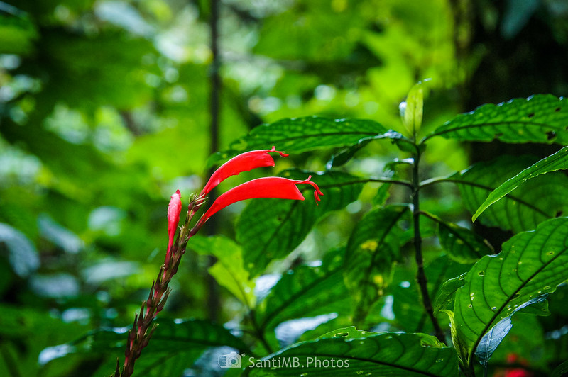 Flores rojas en el bosque nuboso de Monteverde