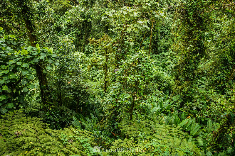 Bosque nuboso de Monteverde desde el puente número 2