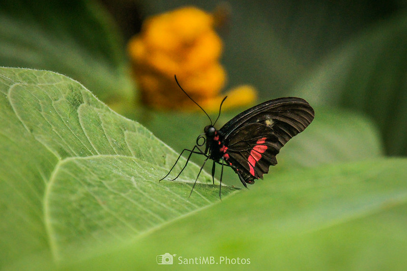 Papilio anchisiades en el jardín de mariposas de Selvatura park