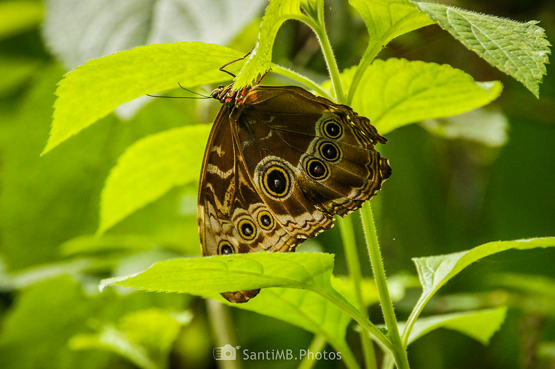 Mariposa morfo azul en el jardín de mariposas de Selvatura Park